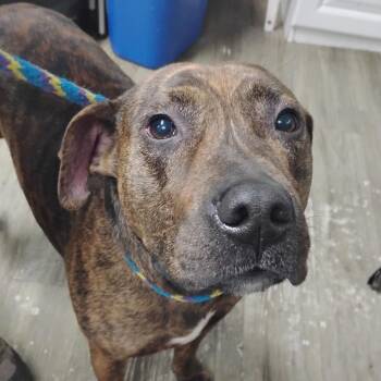 Mixed Breed Dogs Available for Adoption - Bruno | PetCurious