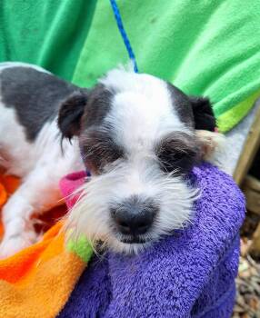 Naoto WV14583-T LOCAL Adoption Event in Woodinville 8/23 -  Schnauzer and Poodle Dog for Adoption in Missouri City, Texas - Naoto WV14583-T LOCAL Adoption Event In Woodinville 8/23 | PetCurious