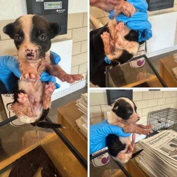 Checkers -  Mixed Breed Dog for Adoption in Allen, Texas - Checkers | PetCurious
