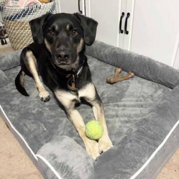 German Shepherd Dog and Mixed Breed Dogs Available for Adoption in Atlanta, Georgia - Noir | PetCurious