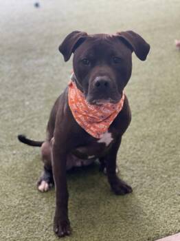Alfie -  Mixed Breed Dog for Adoption in Minot, North Dakota - Alfie | PetCurious