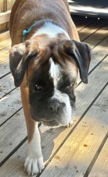 Murphy Foster Needed -  Boxer Dog for Adoption in Middlesex, New Jersey - Murphy Foster Needed | PetCurious
