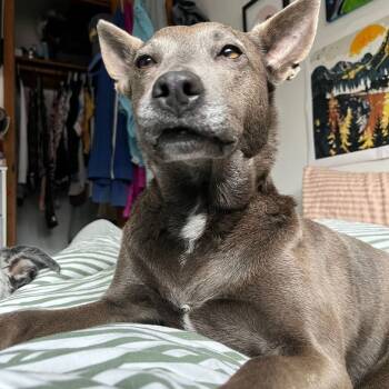 Rescue German Shepherd Dog and Pit Bull Terrier Dogs for Adoption in Mooresville, North Carolina - Leila | PetCurious