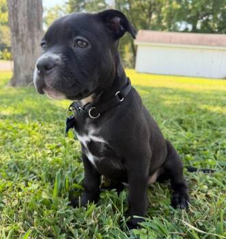 Jolene -  Pit Bull Terrier and Mixed Breed Dog for Adoption in Columbia, Illinois - Jolene | PetCurious