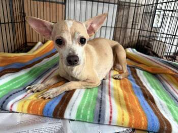 Sandy -  Chihuahua Dog for Adoption in Canutillo, Texas - Sandy | PetCurious