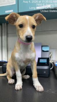 COINS -  Chihuahua and Mixed Breed Dog for Adoption in Long Beach, California - COINS | PetCurious