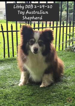 Libby -  Australian Shepherd Dog for Adoption in York, South Carolina - Libby | PetCurious