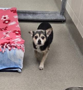 ROBERT EARL -  Chihuahua and Mixed Breed Dog for Adoption in Omaha, Nebraska - ROBERT EARL | PetCurious