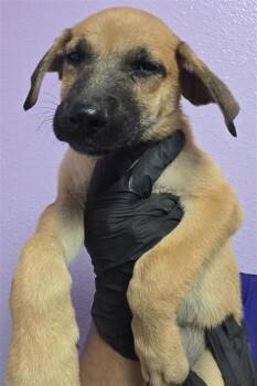puppy 4 -  Mixed Breed Dog for Adoption in El Paso, Texas - Puppy 4 | PetCurious