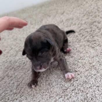 Standard Poodle and Cattle Dog Dogs Available for Adoption - 965 (2025) Gus | PetCurious