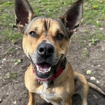 Mixed Breed Dogs Available for Adoption - Auto | PetCurious