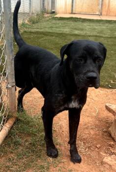 Rescue Labrador Retriever Dogs for Adoption in Bossier City, Louisiana - Bear | PetCurious