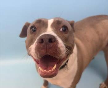 Ashley -  Pit Bull Terrier and Mixed Breed Dog for Adoption in Woodbury, Minnesota - Ashley | PetCurious