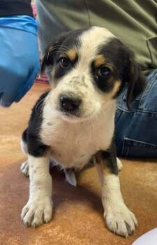 Australian Cattle Dog Blue Heeler Dogs Available for Adoption - Ni | PetCurious