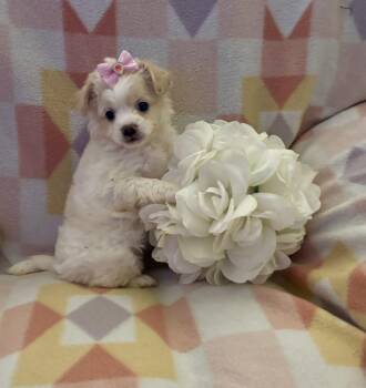 Peach -  Shih Tzu and Chihuahua Dog for Adoption in Corona, California - Peach | PetCurious