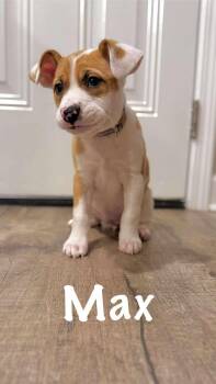 German Shepherd Dog and Labrador Retriever Dogs Available for Adoption - Maxine | PetCurious