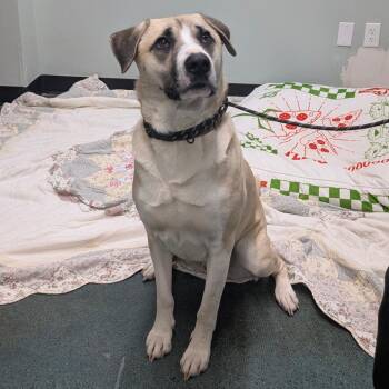 Flash -  Anatolian Shepherd Dog for Adoption in Chico, California - Flash | PetCurious