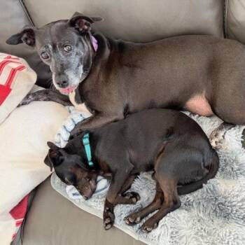 Chihuahua Dogs Available for Adoption - Oscar *Coming Soon* | PetCurious