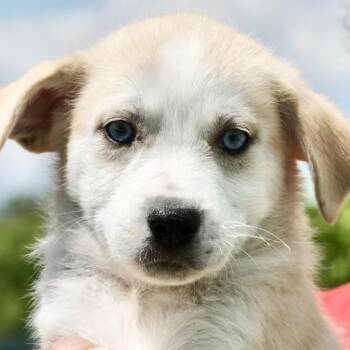 Husky Dogs Available for Adoption in Frederick, Maryland - Van-Available! Www.LHAR.dog To Apply! | PetCurious
