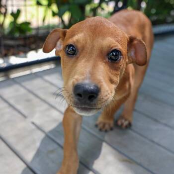 Lightning McQueen -  Mixed Breed Dog for Adoption in Bradenton, Florida - Lightning McQueen | PetCurious