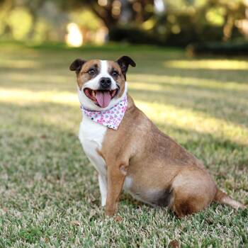 Boxer and Black Mouth Cur Dogs Available for Adoption - Rosie | PetCurious