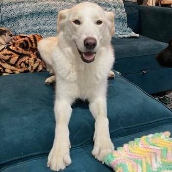 Rescue Husky and Great Pyrenees Dogs for Adoption in Newport, Kentucky - Jinx | PetCurious