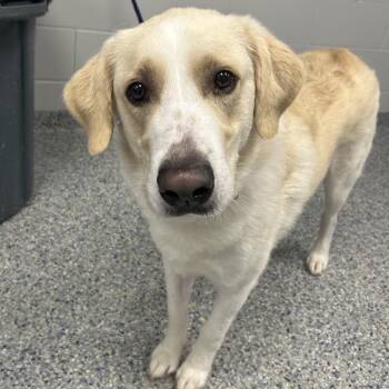 Baloo -  Mixed Breed Dog for Adoption in Greenville, South Carolina - Baloo | PetCurious