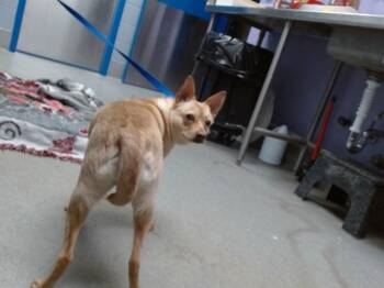 Chihuahua and Mixed Breed Dogs Available for Adoption in Albuquerque, New Mexico - KILO | PetCurious