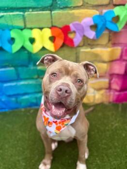 Radahn -  Mixed Breed Dog for Adoption in Cincinnati, Ohio - Radahn | PetCurious