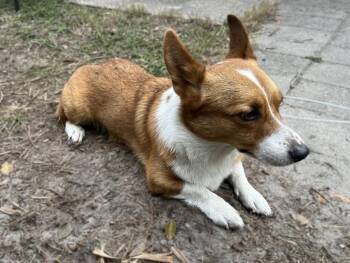 Windsor -  Cardigan Welsh Corgi Dog for Adoption in Azalea Park, Florida - Windsor | PetCurious