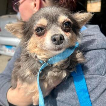 Chihuahua Dogs Available for Adoption in Campton Hills, Illinois - Osaka | PetCurious