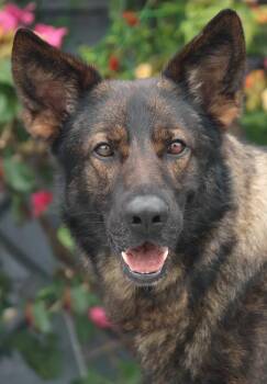 German Shepherd Dog Dogs Available for Adoption in Los Angeles, California - Groot Von Gehlberg | PetCurious
