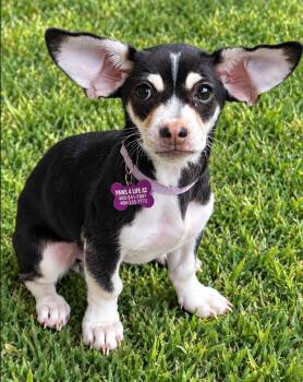 Gidget -  Terrier Dog for Adoption in San Tan Valley, Arizona - Gidget | PetCurious