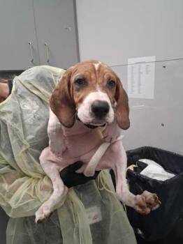 Daybright -  Mixed Breed Dog for Adoption in Sevierville, Tennessee - Daybright | PetCurious
