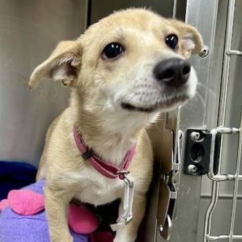 Miss Piggy -  Corgi Dog for Adoption in Bethel, Connecticut - Miss Piggy | PetCurious