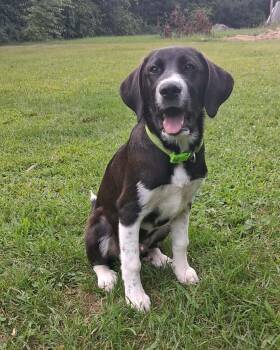 Tucker -  Labrador Retriever Dog for Adoption in Grand Rapids, Michigan - Tucker | PetCurious