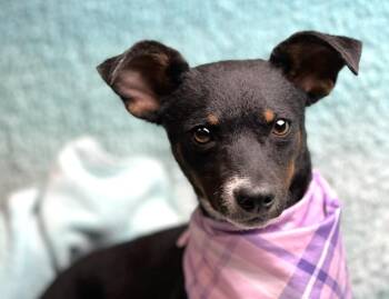 Rescue Chihuahua and Fox Terrier Dogs for Adoption in Hondo, Texas - Baisley - No More Street Life For Me! I