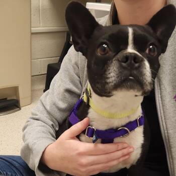ChiChi -  Boston Terrier Dog for Adoption in Murray, Utah - ChiChi | PetCurious