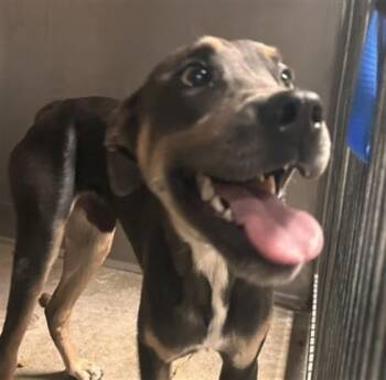 MANUEL -  Pit Bull Terrier Dog for Adoption in San Bernardino, California - MANUEL | PetCurious