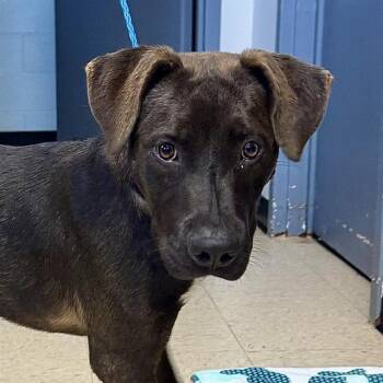 Rescue Labrador Retriever and Catahoula Leopard Dog Dogs for Adoption in Olathe, Kansas - CALEB | PetCurious