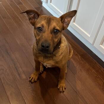 Boxer Dogs Available for Adoption - Robin Hood | PetCurious