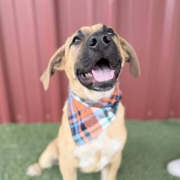 Hound and Cattle Dog Dogs Available for Adoption in Lubbock, Texas - Brooks | PetCurious