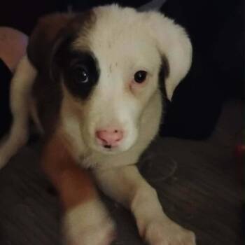 Mixed Breed Dogs Available for Adoption - Faith | PetCurious