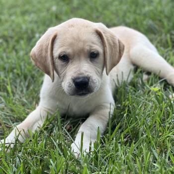 Tommy -  Labrador Retriever Dog for Adoption in Hughesville, Maryland - Tommy | PetCurious