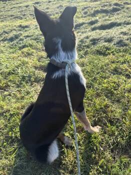 West (m) -  Australian Cattle Dog Blue Heeler Dog for Adoption in Nashville, Tennessee - West (m) | PetCurious