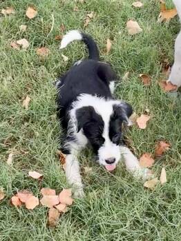 Lincoln -  English Springer Spaniel and German Shorthaired Pointer Dog for Adoption - Lincoln | PetCurious