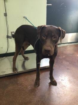 Rescue Labrador Retriever and Mixed Breed Dogs for Adoption in Thousand Palms, California - SNICKERS | PetCurious