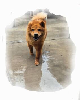 Ms. Mocha Chow -  Chow Chow Dog for Adoption in Manhattan Beach, California - Ms. Mocha Chow | PetCurious