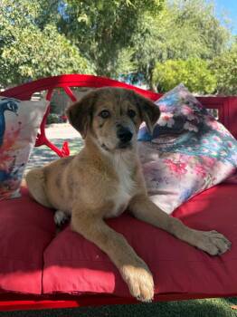 Pebbles -  Labrador Retriever and Australian Shepherd Dog for Adoption in Temecula, California - Pebbles | PetCurious
