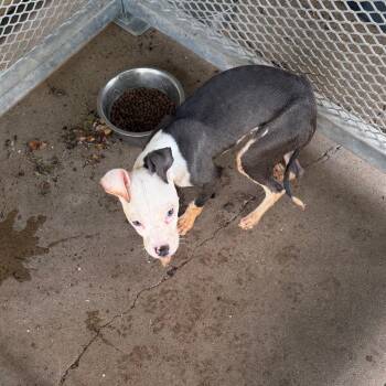Marley -  Mixed Breed Dog for Adoption in Lake Jackson, Texas - Marley | PetCurious